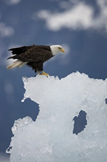 Images Dated 4th July 2007: USA, Alaska, Tongass National Forest, Bald Eagle (Haliaeetus leucocephalus) resting