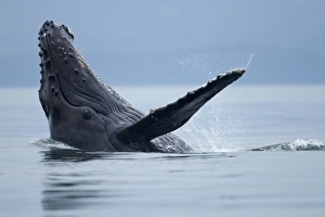 USA, Alaska, Tongass National Forest, Young Humpback Whale (Megaptera novaengliae)