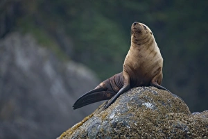 Images Dated 14th July 2007: USA, Alaska, Tongass National Forest, Steller sea lion (Eumetopias jubatus) resting