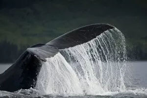 Images Dated 21st July 2007: USA, Alaska, Tongass National Forest, Humpback Whale (Megaptera novaengliae) slapping