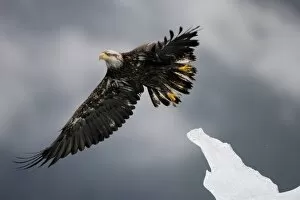 Images Dated 6th July 2007: USA, Alaska, Tongass National Forest, Immature Bald Eagle (Haliaeetus leucocephalus)