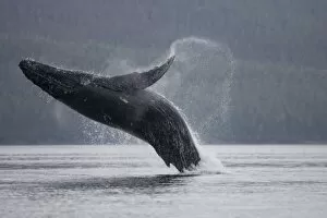 Images Dated 6th July 2007: USA, Alaska, Tongass National Forest, Humpback Whale (Megaptera novaengliae) breaching