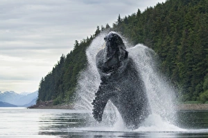 Images Dated 9th July 2010: USA, Alaska, Tongass National Forest, Humpback Whales (Megaptera novaengliae) breaches
