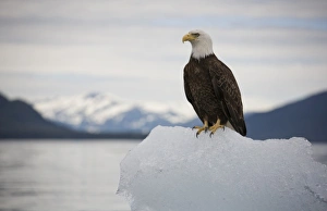 Images Dated 4th July 2007: USA, Alaska, Tongass National Forest, Bald Eagle (Haliaeetus leucocephalus) on iceberg
