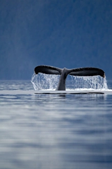 USA, Alaska, Tongass National Forest, Humpback Whales Tail (Megaptera novaengliae)