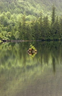 Savanah Stewart Prints: USA, Alaska, Tongass National Forest, Southeast