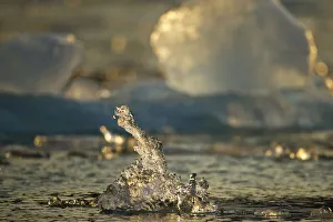 Images Dated 2nd August 2010: USA, Alaska, Tracy Arm - Fjords Terror Wilderness, Setting sun lights icebergs floating