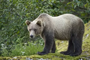 Images Dated 28th July 2007: USA, Alaska, Tracy Arm - Fords Terror Wilderness, Brown (Grizzly) Bear yearling cub