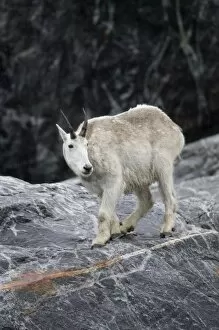 Images Dated 9th July 2007: USA, Alaska, Tracy Arm - Fords Terror Wilderness, Mountain Goat (Oreamnos americanus)