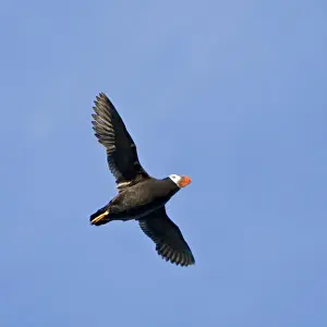 Puffin Prints: USA. Alaska. Tufted Puffin at Bird Island in Lake Clark NP