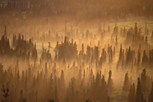 Spruce Prints: USA, Alaska, Turnagain Arm, Chugach State Park. Setting midnight sun lights midnight