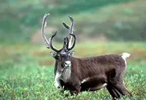 Caribou Prints: USA, Alaska, Unalakleet, Caribou (Rangifer tarandus)