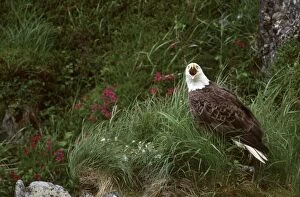 U.S.A. Alaska, Unalaska Island Bald eagle (Haliaeetus leucocephalus)