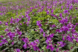 Epilobium Latifolium Prints: USA, Alaska, Upper Willow Creek. River beauty flower scenic
