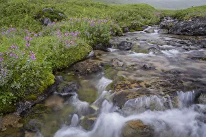 Images Dated 29th July 2016: USA, Alaska. Upper Willow Creek and flowers