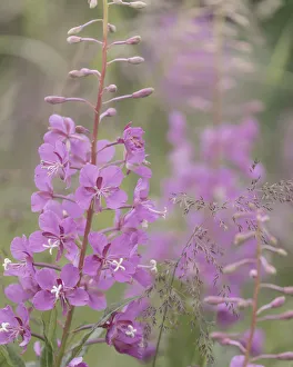 USA, North America, Alaska Gallery: USA, Alaska, Valdez. Close-up of fireweed flowers