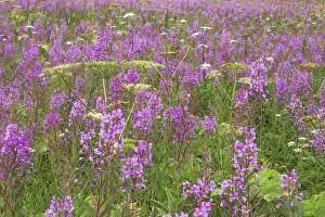 Valdez Prints: USA, Alaska, Valdez. Field of fireweed and cow parsnip flowers