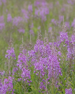 Valdez Prints: USA, Alaska, Valdez. Field of fireweed flowers