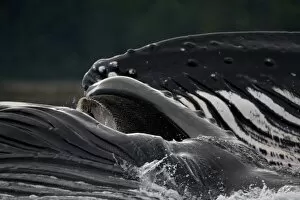 USA, Alaska, Detail of Ventral Pleats in throat of Humpback Whale (Megaptera novaengliae)