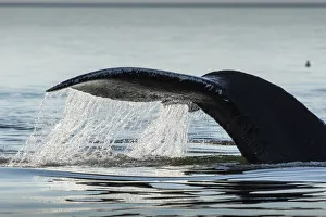 USA, Alaska, Water streams from tail of Humpback Whale (Megaptera novaeangliae USA, Alaska, Water streams from tail of Humpback Whale (Megaptera novaeangliae