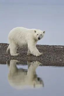 Tundra Prints: USA, Alaska. Wet polar bear walking along rocky shore in Denali National Park