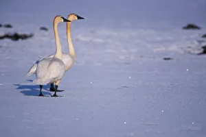 North Slope Prints: USA, Alaska, whistling swan adults, central Arctic coastal plain. North Slope of