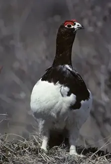 Birding Prints: USA, Alaska, Willow Ptarmigan, Denali National Park