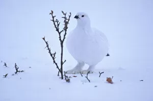 Images Dated 16th October 2006: USA, Alaska, Willow Ptarmigan (Lagopus lagopus) in winter coloration camouflaged