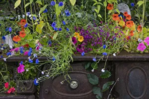 Rustic Prints: USA, Alaska, Wiseman. Flowers planted in vintage cook stove