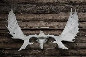 Rustic Prints: USA, Alaska, Wiseman. Moose antlers on log cabin wall