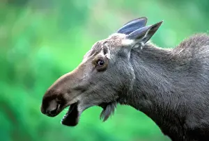 Kenai Peninsula Prints: USA, Alaska, Young moose (Alces alces) feeding along Seward Highway in Turnagain