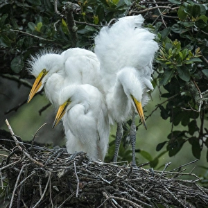 Chicks Prints: USA, Alligator Farm Zoological Park, St. Augustine, Florida
