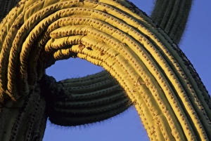 Twist Prints: USA, Arizona