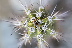 Thorn Prints: USA, Arizona. Abstract detail of cactus needles