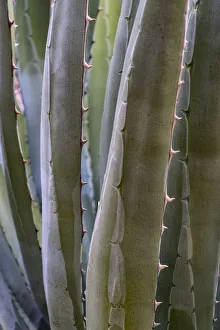 Agave Prints: USA, Arizona. Agave (Agave sp. ) growing in Clear Creek Canyon, Grand Canyon National Park