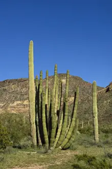 Cacti Prints: USA, Arizona, Ajo, Organ Pipe Cactus National Monument