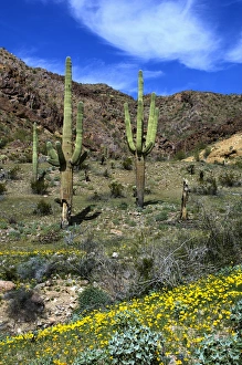 Peter Hawkins Prints: USA, Arizona, Ajo, Saguaro Cactus