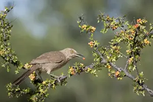 USA, Arizona, Amado. Curve-billed thrasher with skunkbush berry in beak. Credit as