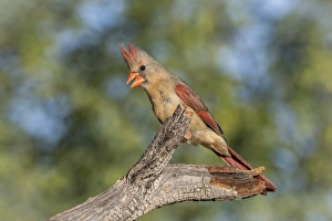 Images Dated 18th May 2015: USA, Arizona, Amado. Female cardinal on branch