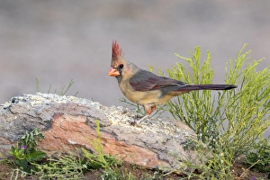 Images Dated 18th May 2015: USA, Arizona, Amado. Female cardinal perched on rock