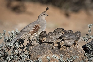 Images Dated 18th May 2015: USA, Arizona, Amado. Female Gambels quail with chicks