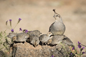 Parent Prints: USA, Arizona, Amado. Female Gambels quail with chicks