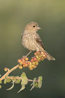 Images Dated 18th May 2015: USA, Arizona, Amado. Female house finch perched on skunkbush berries
