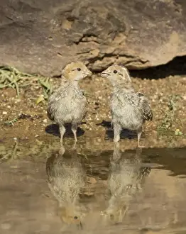 Images Dated 18th May 2015: USA, Arizona, Amado. Two Gambels quail chicks drinking at the waters edge