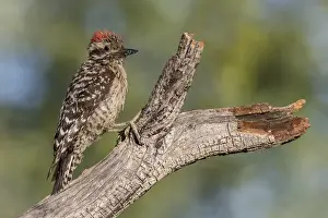 Images Dated 18th May 2015: USA, Arizona, Amado. Ladder-backed woodpecker on tree trunk