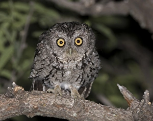 Arizona Prints: USA, Arizona, Amado, Madera Canyon. Close-up of whiskered screech owl. Credit as