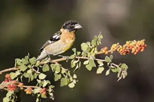 Images Dated 18th May 2015: USA, Arizona, Amado. Male black-headed grosbeak on skunkbush branch