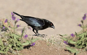 USA, Arizona, Amado. Male bronzed Cowbird
