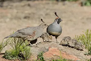 USA, Arizona, Amado. Male and female Gambels quail with chicks