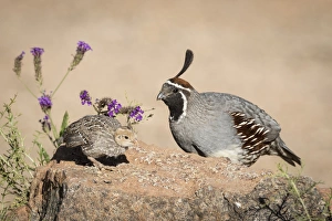 Parent Prints: USA, Arizona, Amado. Male Gambels quail with chick